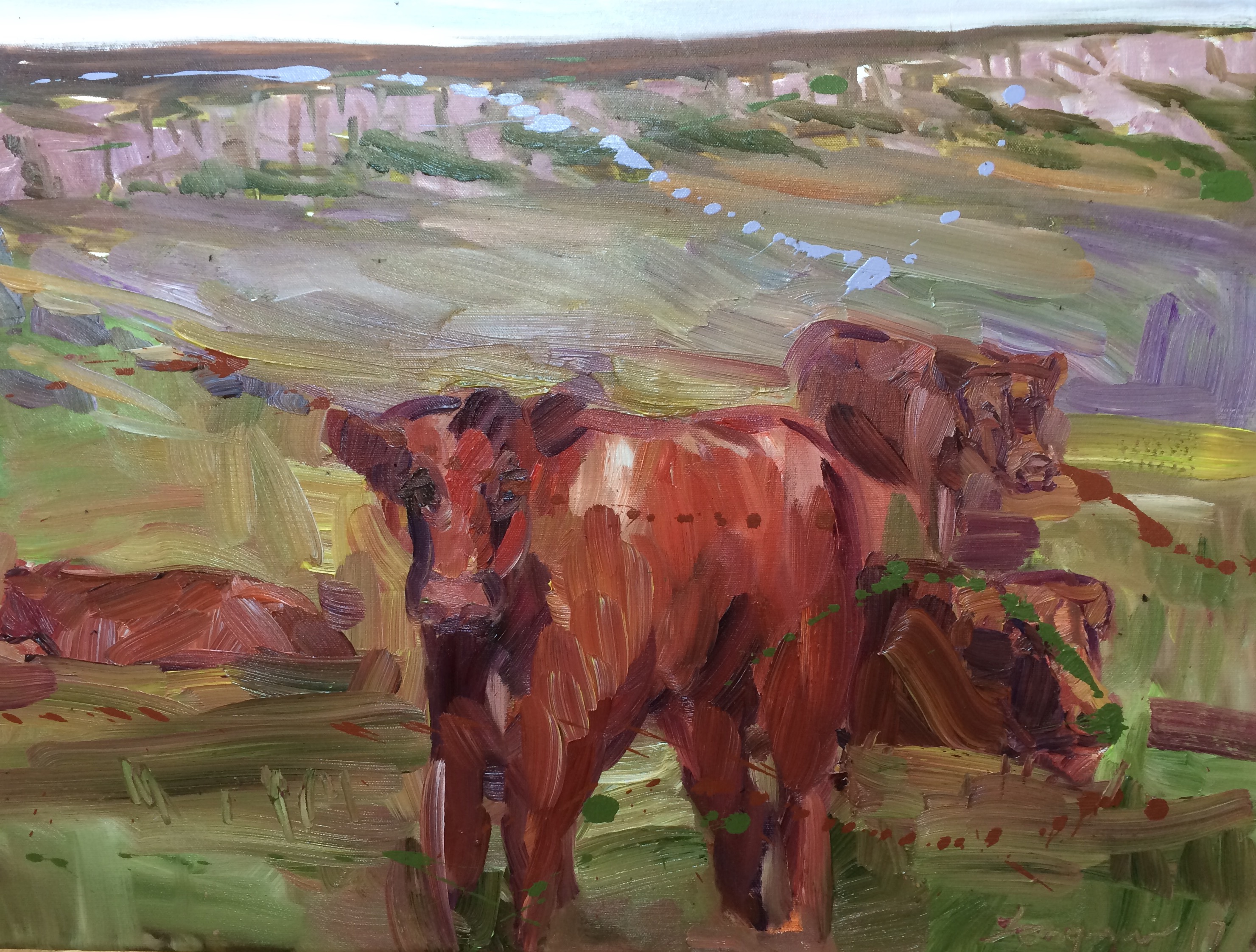 highland cattle at fiddlers elbow