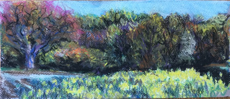 oil seed rape in Moss Valley