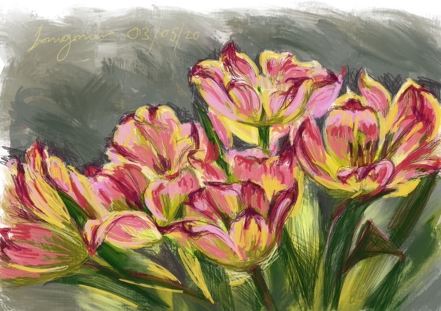 yellow pink tulips