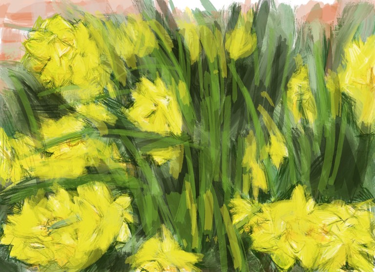 daffodils in the garden